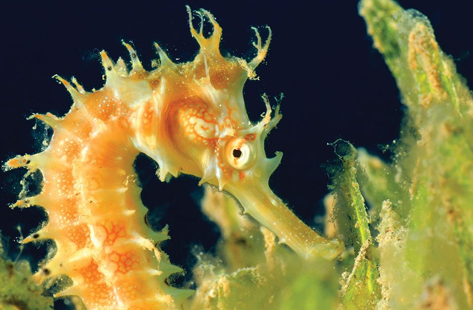 Endangered Species: Seahorses by Roberta B. Turner - The Light Magazine