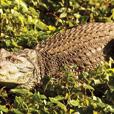 Cuban Crocodile