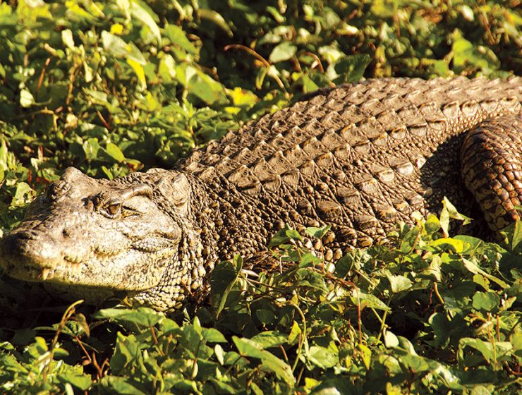 Cuban Crocodile