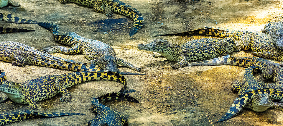Young Cuban Crocodiles