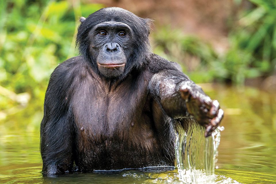 Bonobos by Roberta B. Turner - The Light Magazine