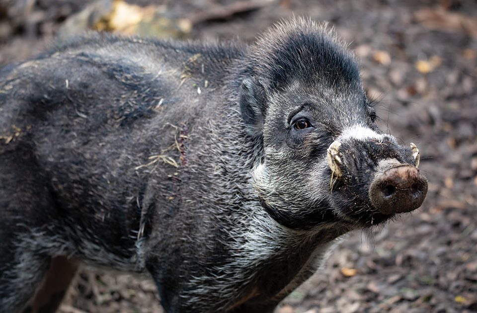 visayan-warty-pigs-by-roberta-b-turner-the-light-magazine