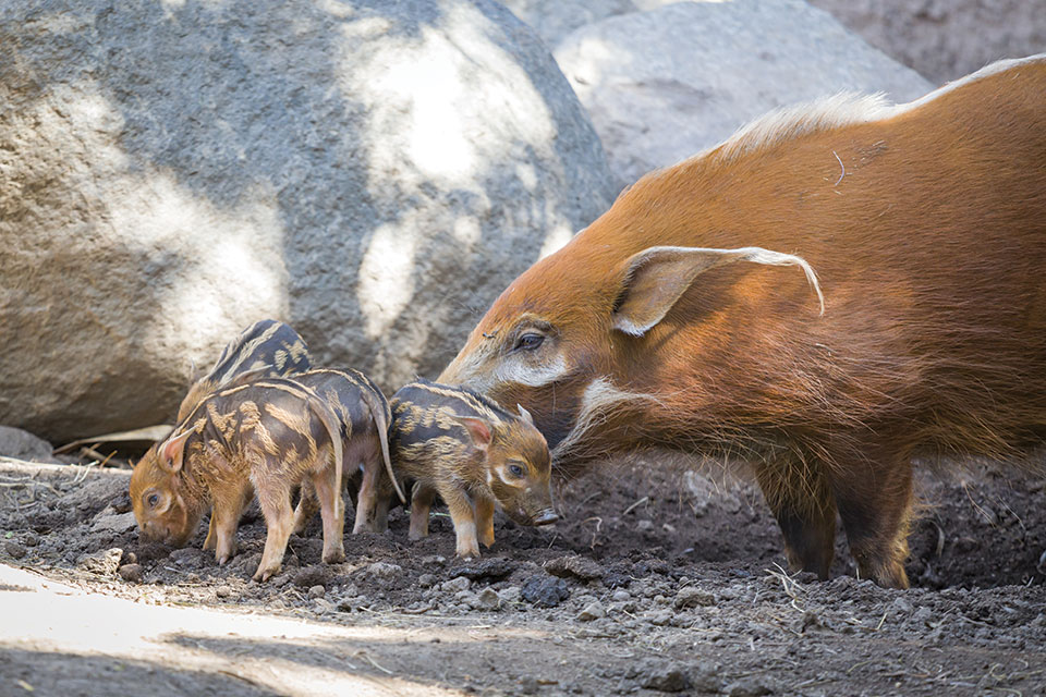 A Pig With A Mohawk: The Critically Endangered Visayan Warty Pig