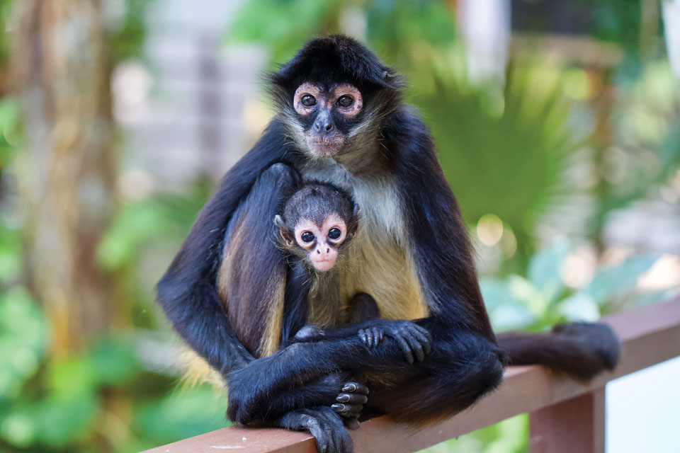 Geoffroy’s Spider Monkeys by Roberta B. Turner - The Light Magazine