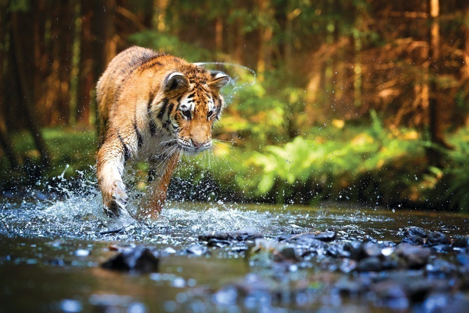 Siberian Tigerby Roberta B. Turner - The Light Magazine