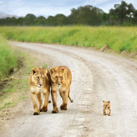 David Lazar - Lionesses And Cub, Kenya