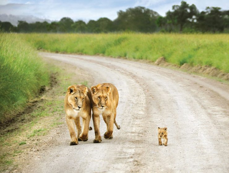 David Lazar - Lionesses And Cub, Kenya