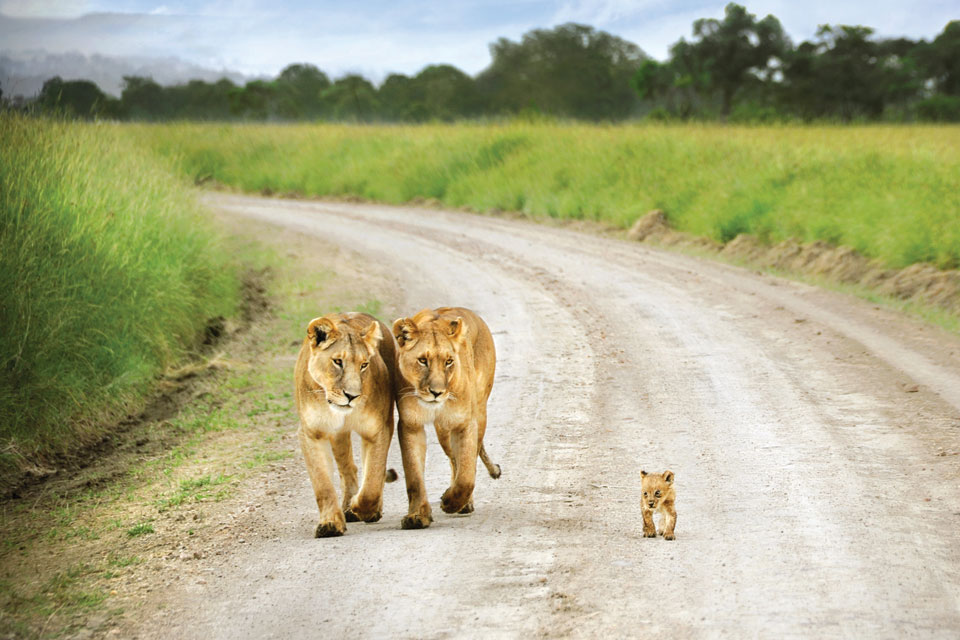 David Lazar - Lionesses And Cub, Kenya