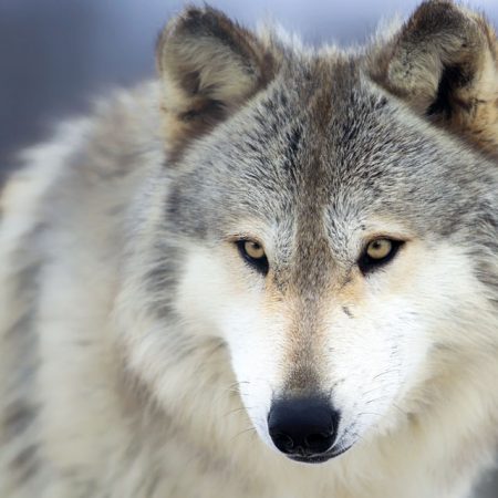 The Timber Wolf