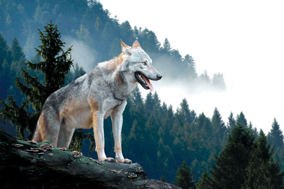 The Timber Wolf