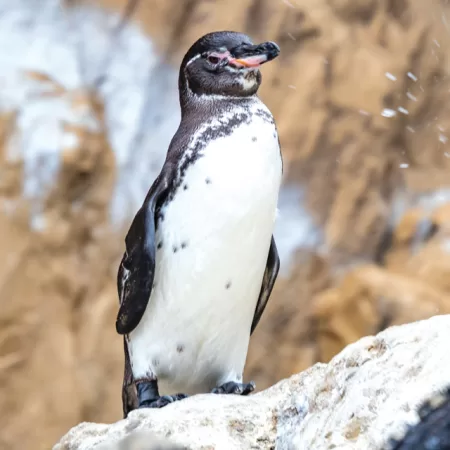 Galapagos Penguins