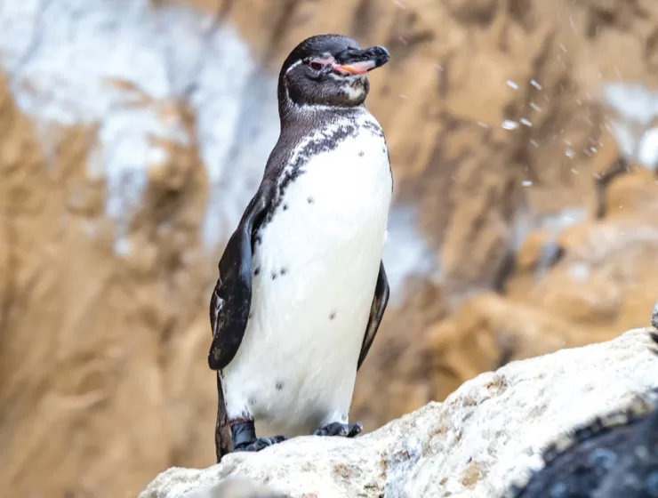 Galapagos Penguins