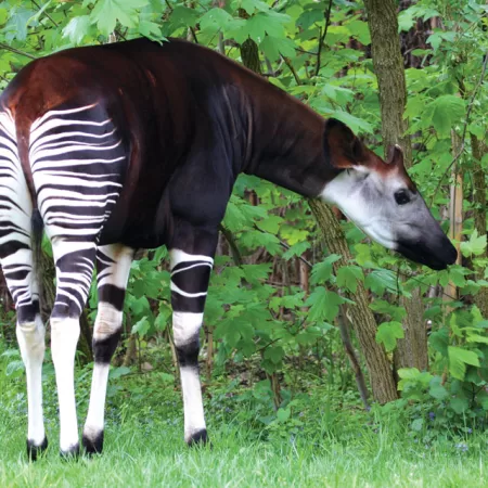Endangered Species - Okapi