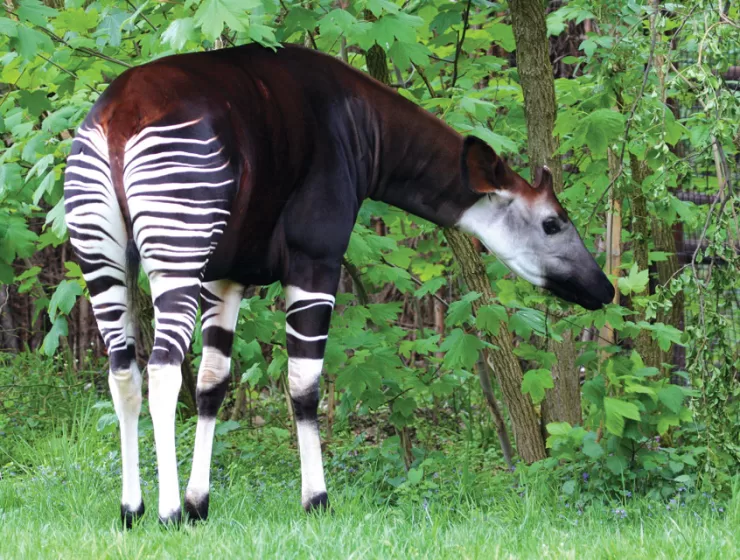 Endangered Species - Okapi