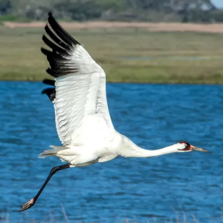 Endangered Species: The Whooping Crane