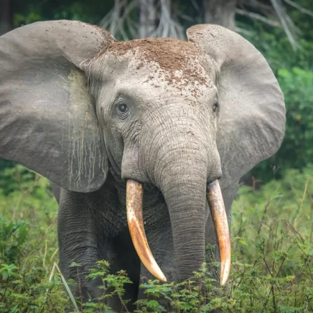 Critically Endangered African Forest Elephant
