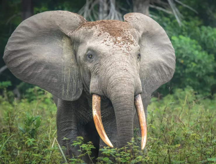 Critically Endangered African Forest Elephant