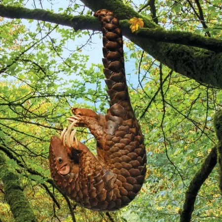 Endangered Species Pangolin