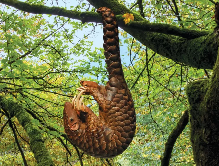 Endangered Species Pangolin