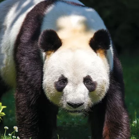 Endangered Species - Giant Panda