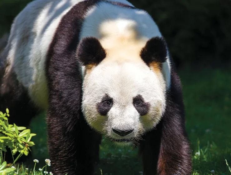 Endangered Species - Giant Panda