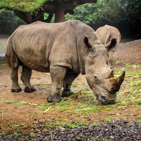 Endangered Species: Javan Rhino