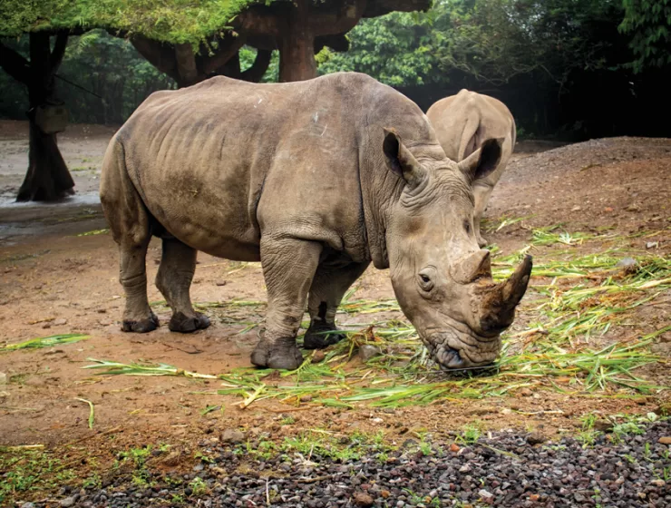 Endangered Species: Javan Rhino