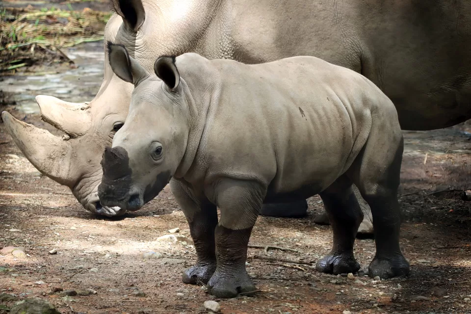 Baby Javan Rhino