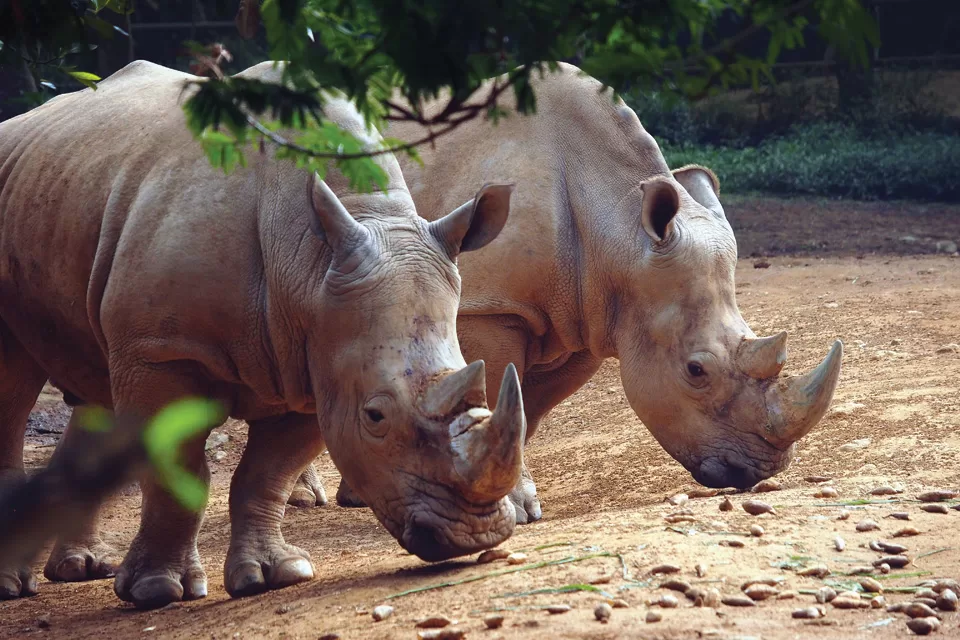 Javan Rhinos