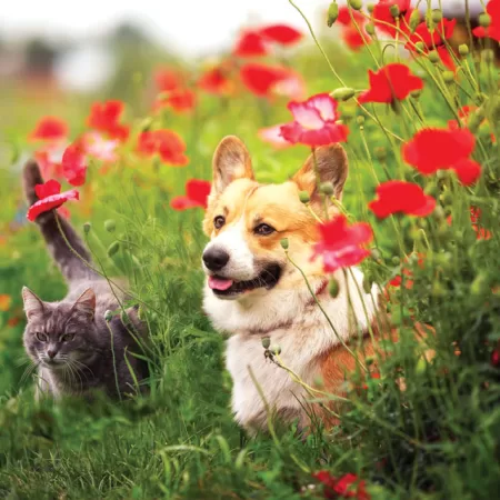 One Thing We Cannot Conceive Of Living Without