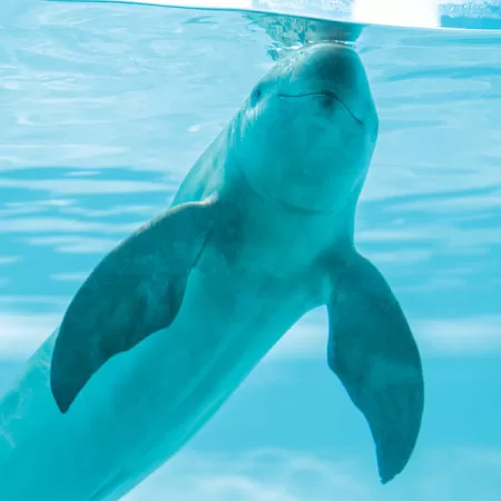 Endangered Species Finless Porpoises