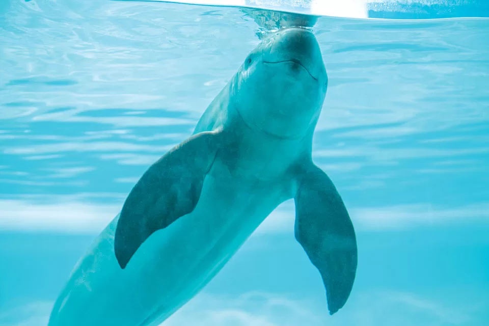 Endangered Species Finless Porpoises