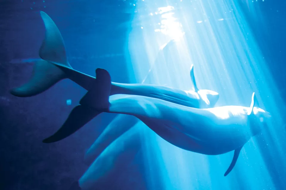 Endangered Species Finless Porpoises