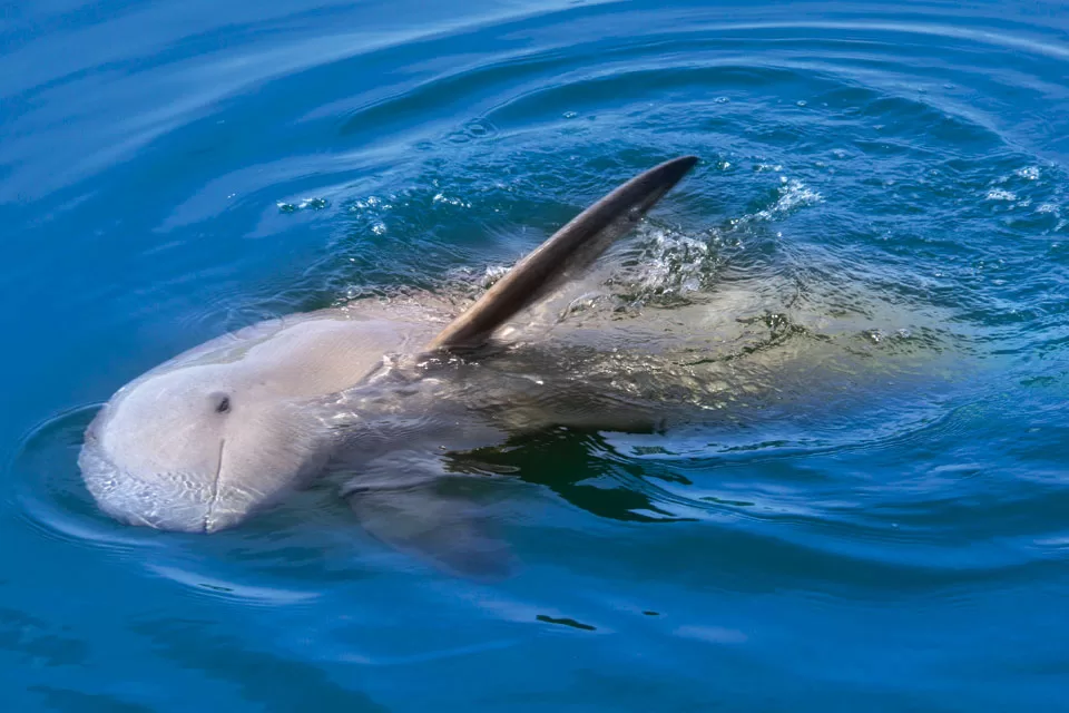 Endangered Species Finless Porpoises