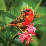 The Beautiful Red Cardinal