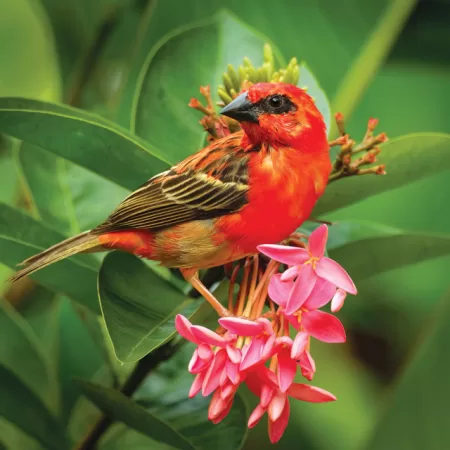 The Beautiful Red Cardinal