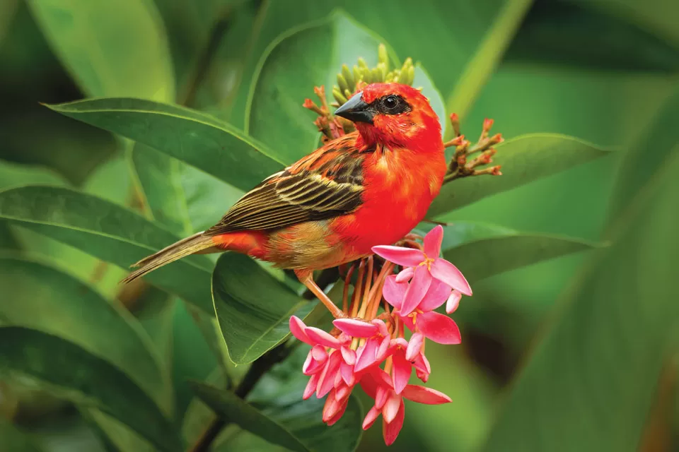 The Beautiful Red Cardinal