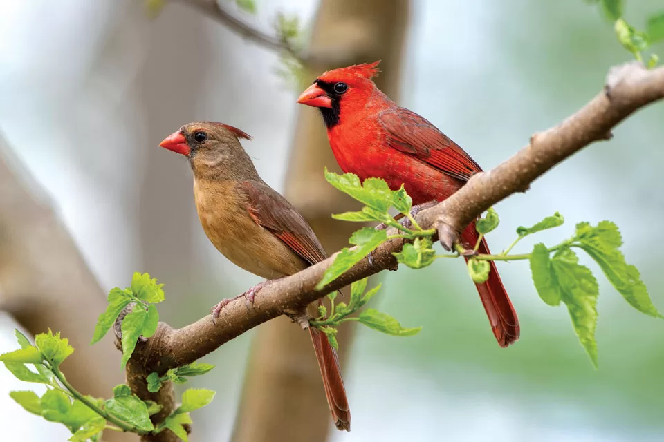 The Beautiful Red Cardinal