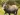 Critically Endangered The Saola