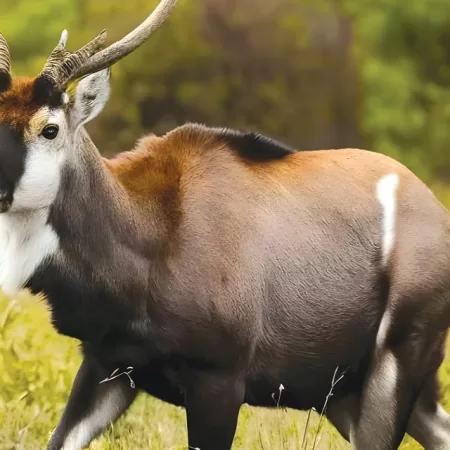 Critically Endangered The Saola