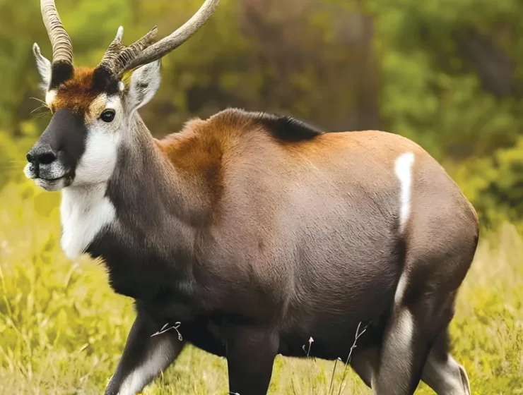 Critically Endangered The Saola