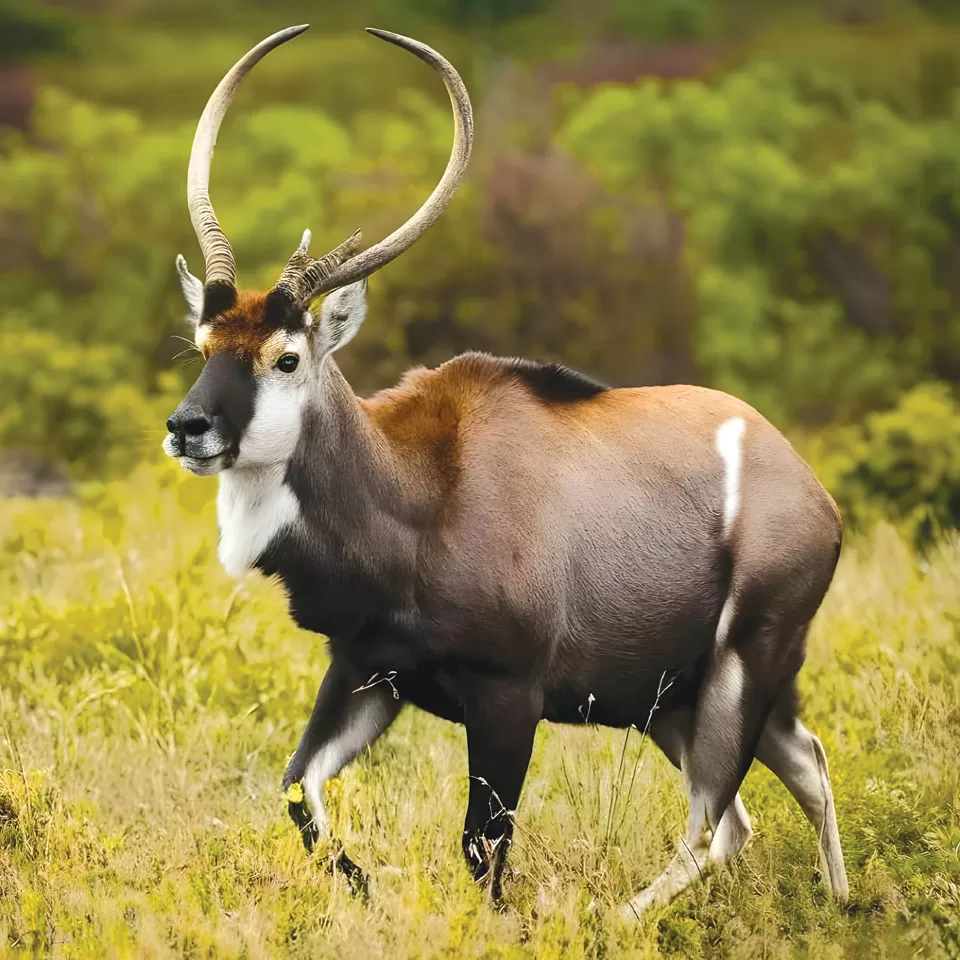 Critically Endangered The Saola