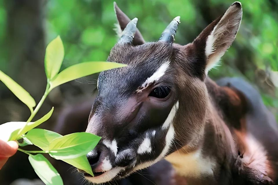 Critically Endangered The Saola