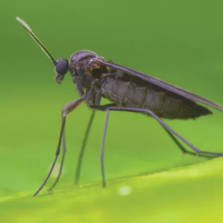 Don’t Say Gnats And Quit