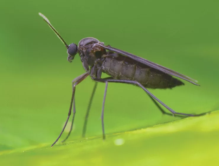 Don’t Say Gnats And Quit