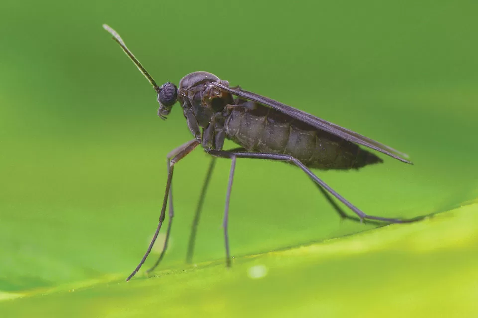 Don’t Say Gnats And Quit Don’t Say Gnats And Quit