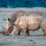 Endangered Species: Northern White Rhino
