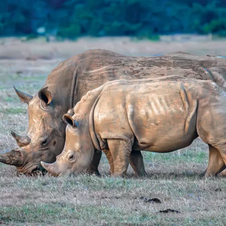 Endangered Species: Northern White Rhino