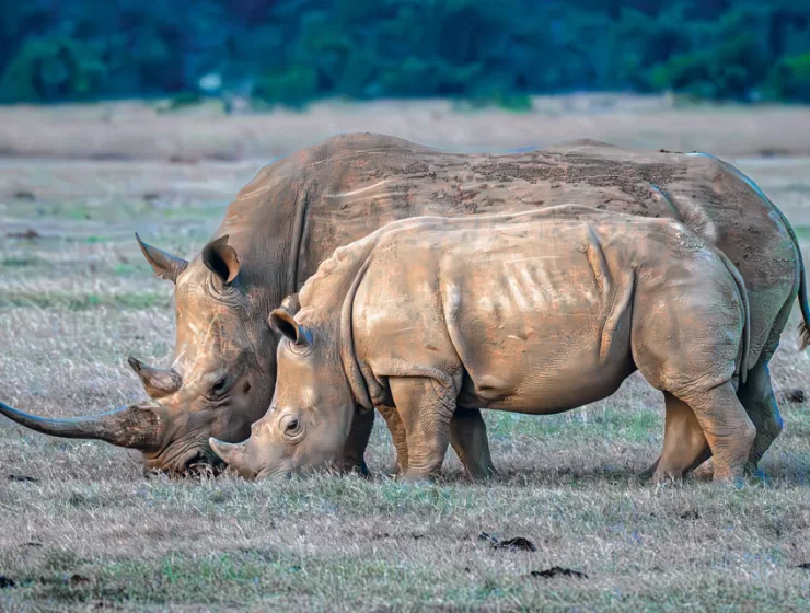 Endangered Species: Northern White Rhino