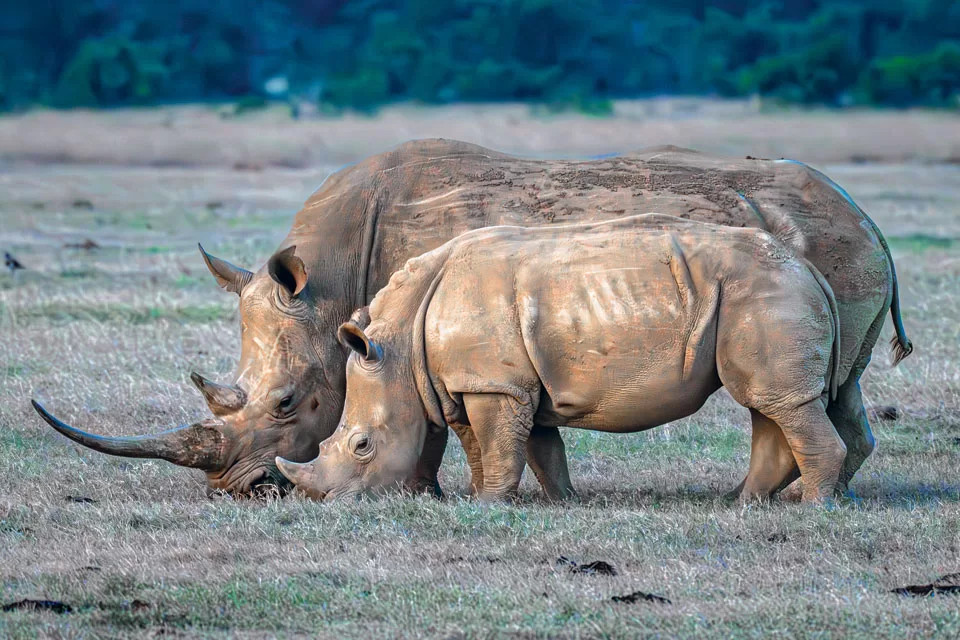 Endangered Species: Northern White Rhino Endangered Species: Northern White Rhino
